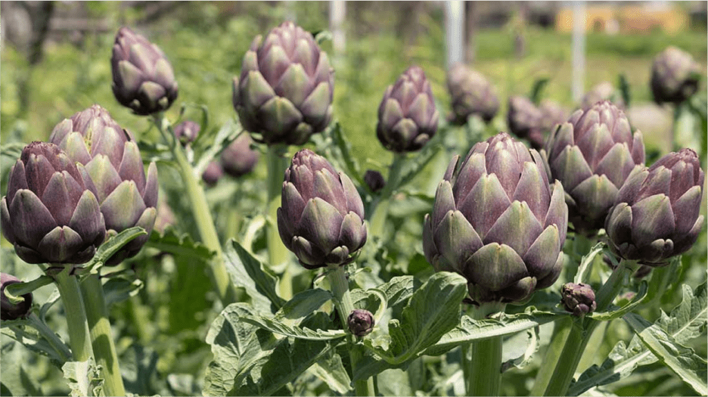 Outdoor plants