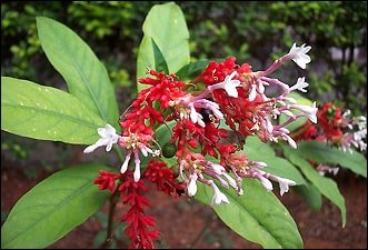 Snake Repellent Plant