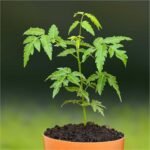 Neem