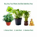 Money Plant, Jade Plant, Bamboo Plant - Combo Offer