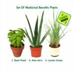 Basil Plant, Aloe Vera, Lemon Grass - Combo Offer