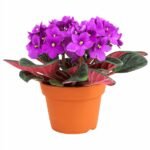African Violet [Saintpaulia ionantha]