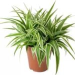 Spider Plant [Chlorophytum comosum)