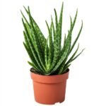 Aloe Vera [Aloe barbadensis Miller]