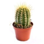 Cactus [Cactaceae]