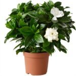 Jasmine [Jasminum polyanthum]