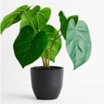 Philodendron [Philodendron hederaceum]