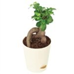 Ficus Bonsai [Ficus retusa]