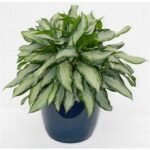 Chinese Evergreen