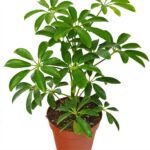 Umbrella Tree